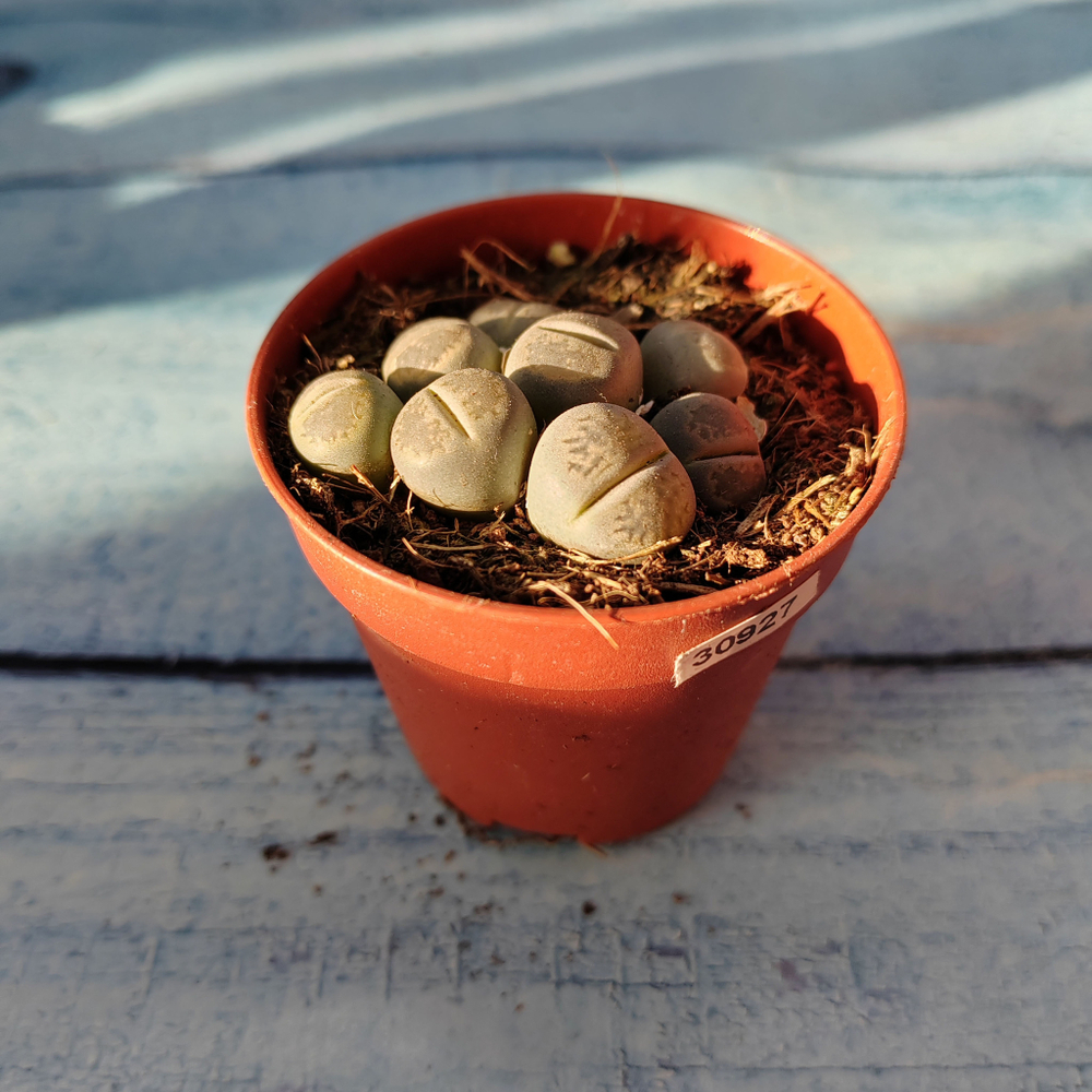 Lithops sp. (Литопсы)