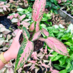 Сингониум SUPER RED MUT