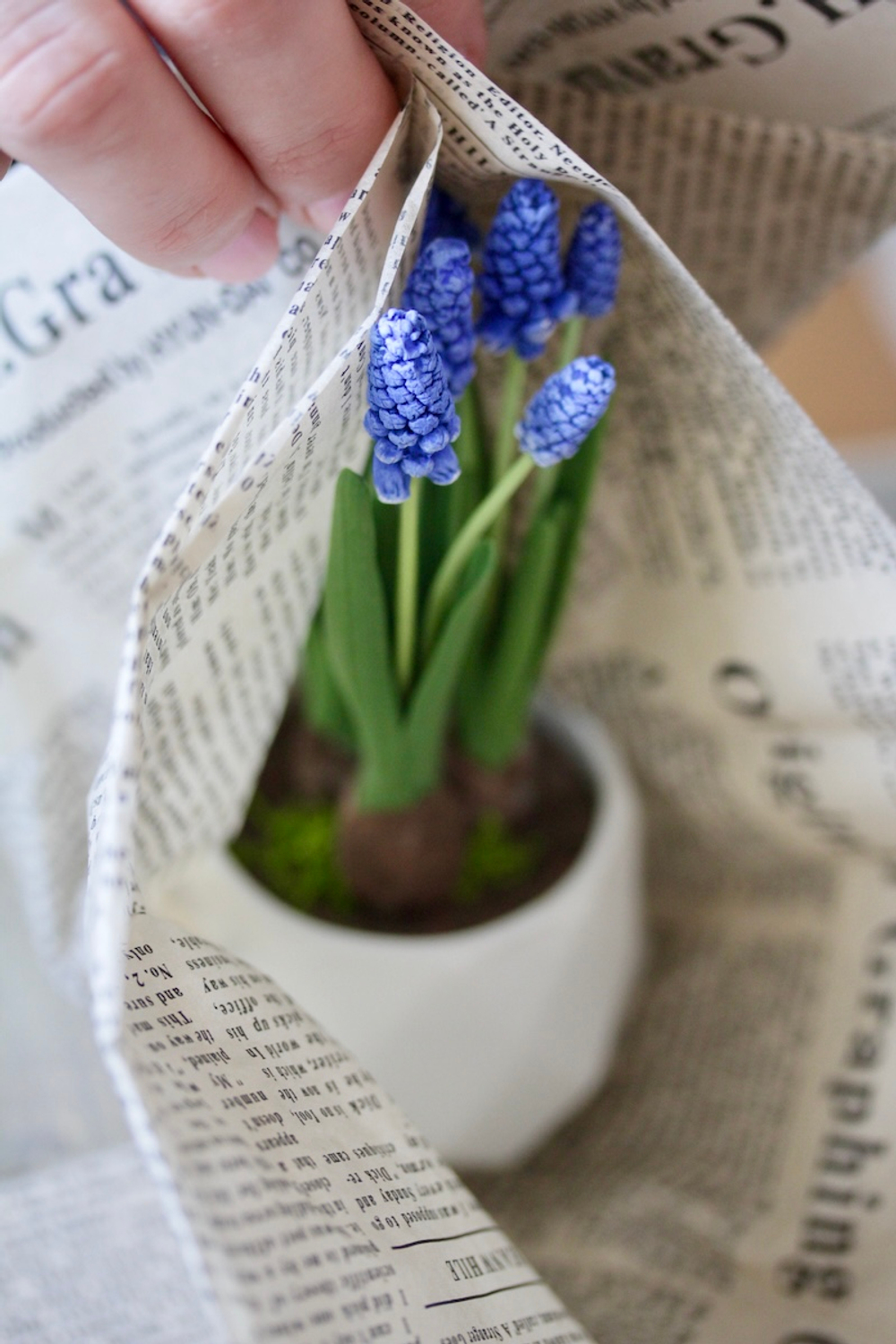 Мускари. Мышиный гиацинт