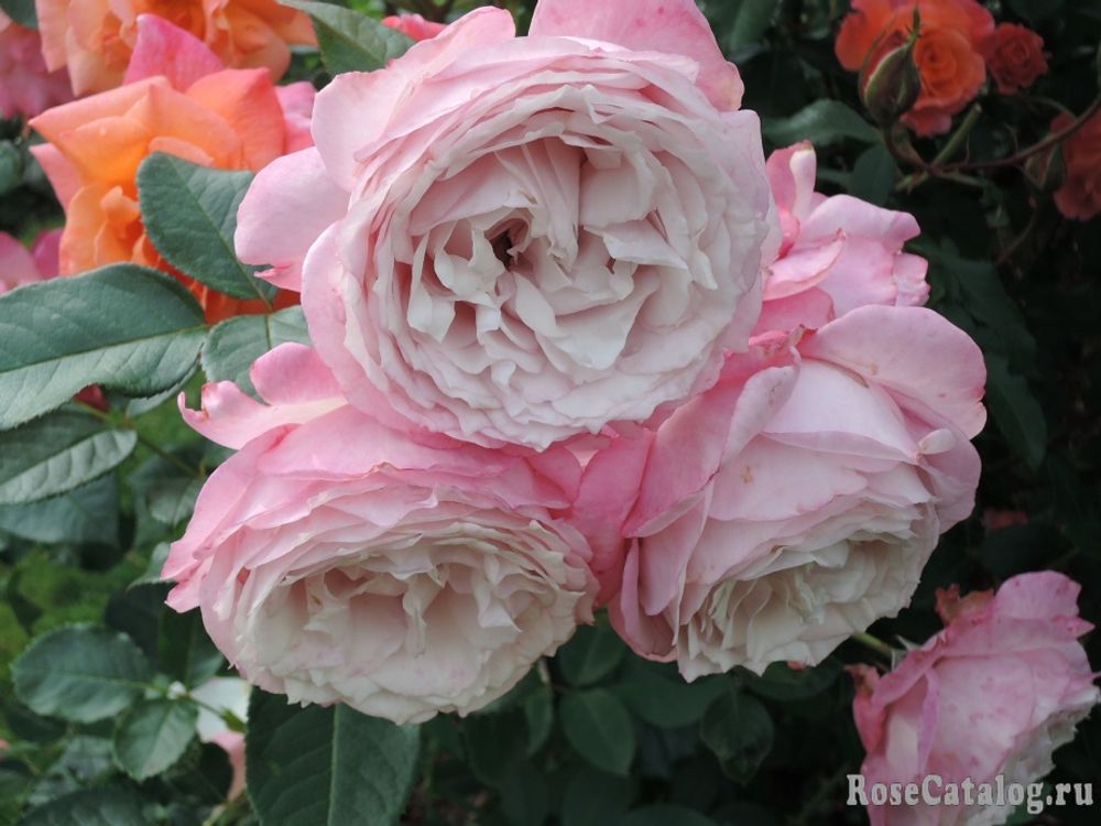 Розенфасцинацион (Rosenfaszination)