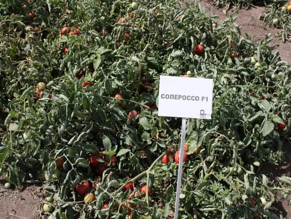 Солероссо F1 семена томата процессингового (Nunhems / ALEXAGRO) культура – фото 3