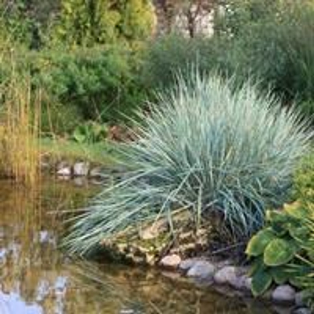 Колосняк песчаный С2