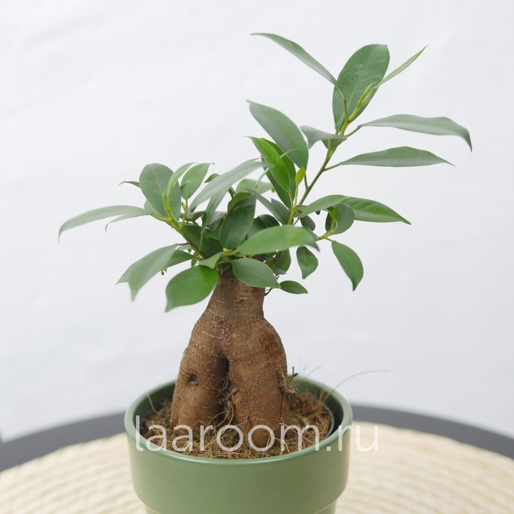 Бонсай Фикус Микрокарпа Гинсенг
