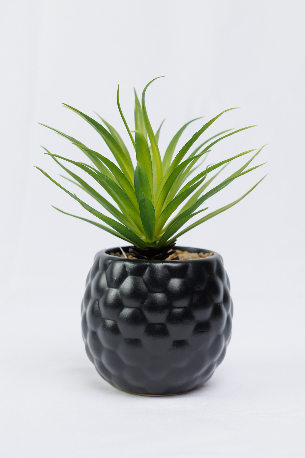 Суккулент в черном горшочке 17 см