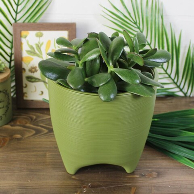 ДК16-26 ДЕ КОСТА цвет ПАПОРОТНИК пласт.горш. с вкладкой, д. 16 н.16 2,25 л