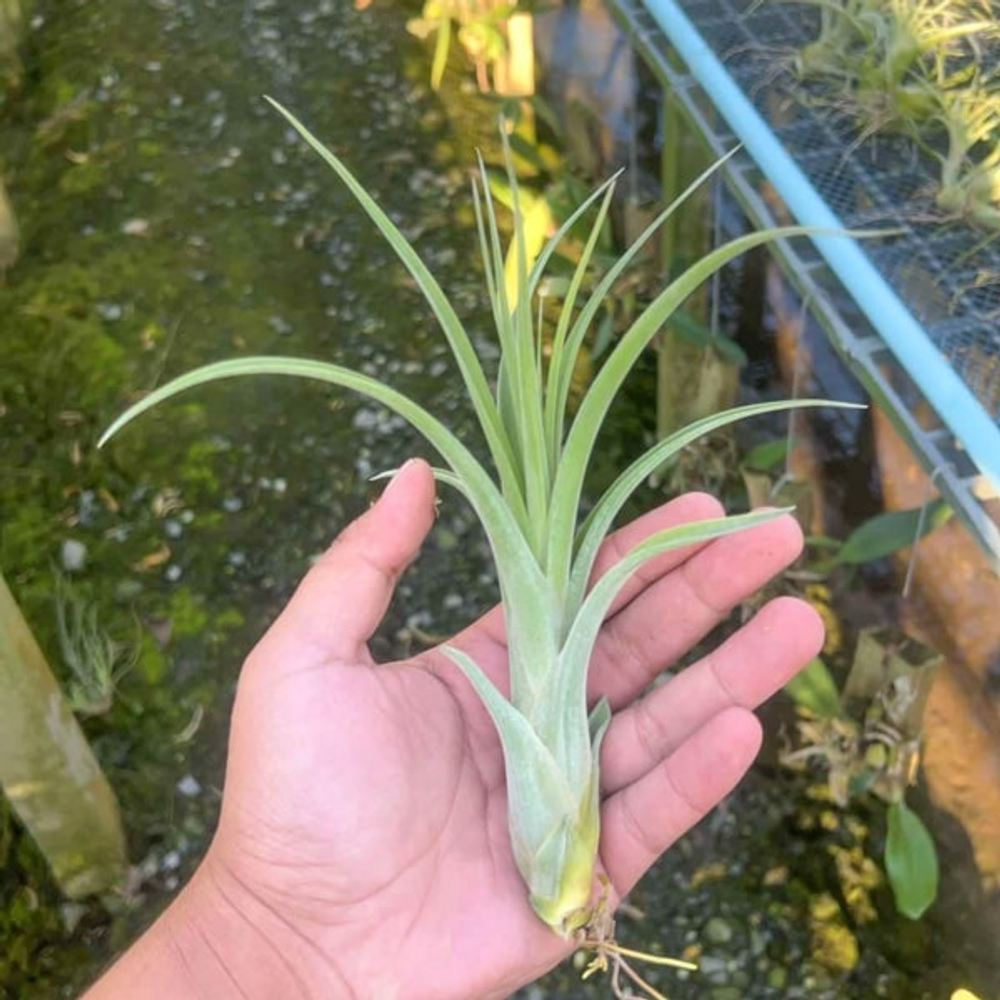 Тилландсия brachycaulos x caput-medusae