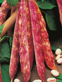 Семена Фасоль Пеппи Длинный Чулок