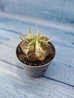 Euphorbia meloformis f. Variegated (Эуфорбия вариегатная)