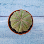 Euphoria Obesa (Эуфорбия)