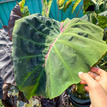 Колоказия SNAKE EYE