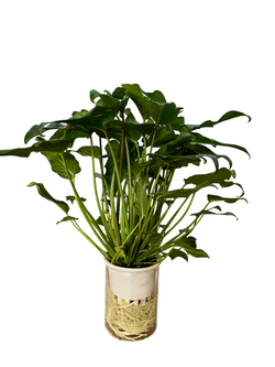 Филодендрон Angel д.11, в горшке с автополивом