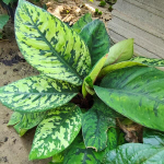 Хомаломена WALLISII (Уоллеса)