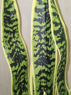 Щучий хвост зеленый в кашпо