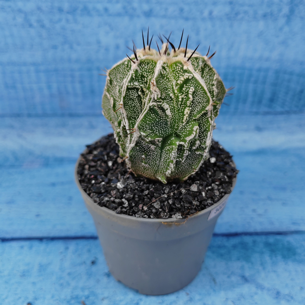 Astrophytum Myriostigma cv. Fukuryu (Астрофитум)