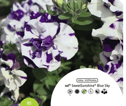Петуния Sweetsunshine blue sky ОКС укорененный черенок. 1-10 марта