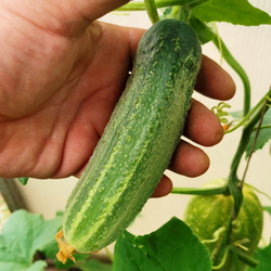 Огурцы Канадский Деликатес - Canadian Delicious Cucumber