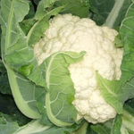 Америго F1 семена капусты цветной (Syngenta / Сингента)