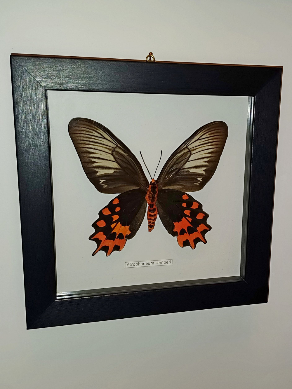 Бабочка Atrophaneura semperi самка в рамке