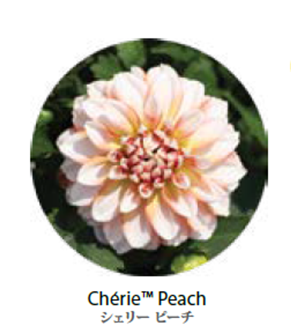 ЕВРО Георгина Cherie Peach укорененный ЕВРО черенок НАЧАЛО ЯНВАРЯ поставка 5
