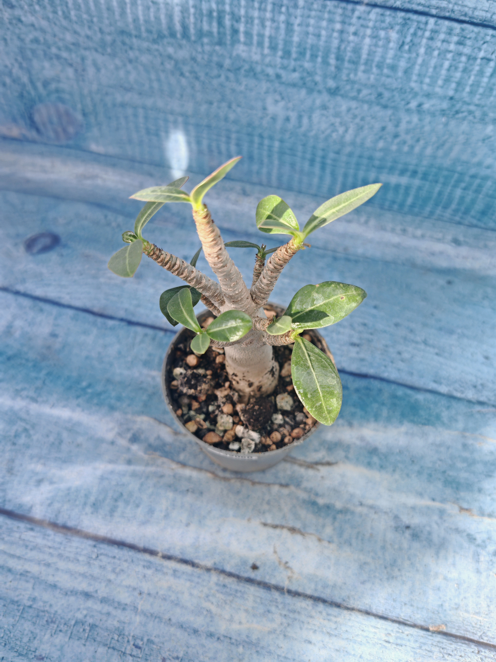 Adenium Baobab (Адениум)