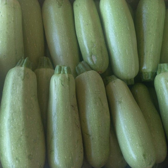 АРАЛ F1 семена кабачка Sakata цена – фото 10