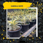 Сансевиерия GABRIELLA WHITE small