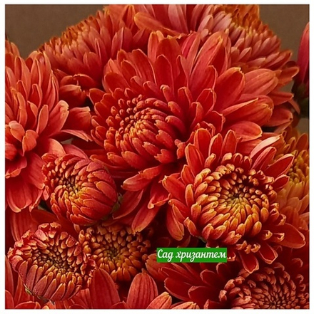 Хризантема мультифлора Orange Star м.35 /поставка весна 2026г/