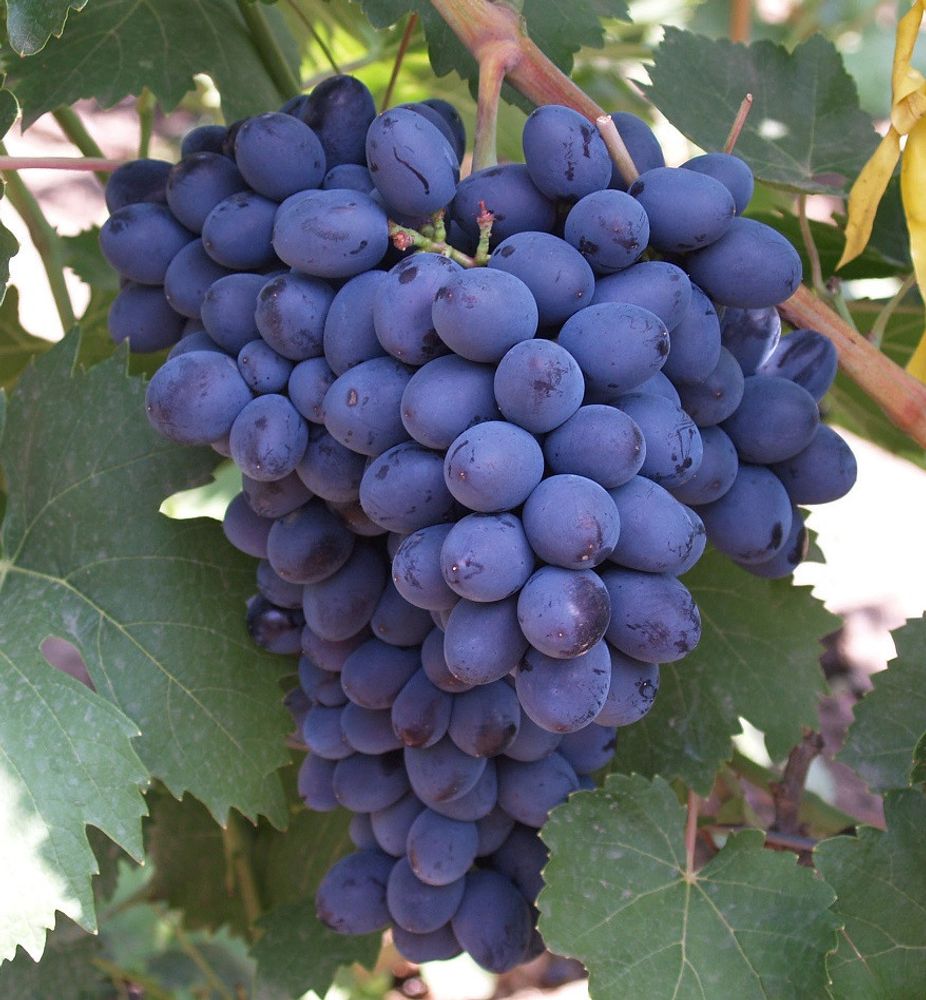 Виноград Амос