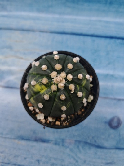 Astrophytum Asterias variagate (Астрофитум)