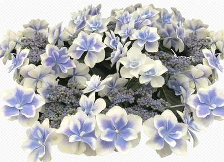 FORMIDABLE Star Gazer, Р14 (8/10+) (белый)