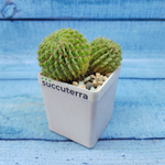 Echinopsis sp. (Эхинопсис)