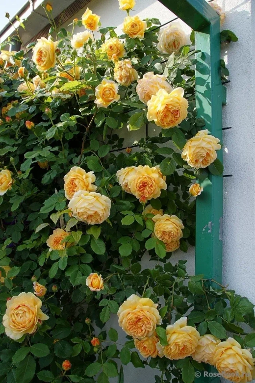 Роза Голден Селебрейшн штамб 140 см Закупка М21 весна 2026