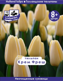Тюльпан Луковица, Крем Фреш, 8+ шт