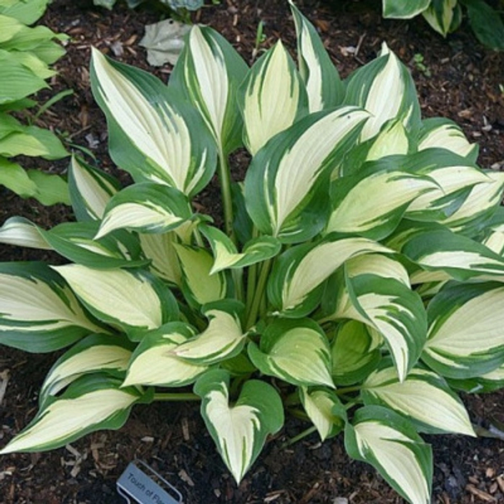 Хоста "Tongue of Flame"