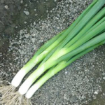 Грин Баннер семена лука на перо (Seminis / Семинис)