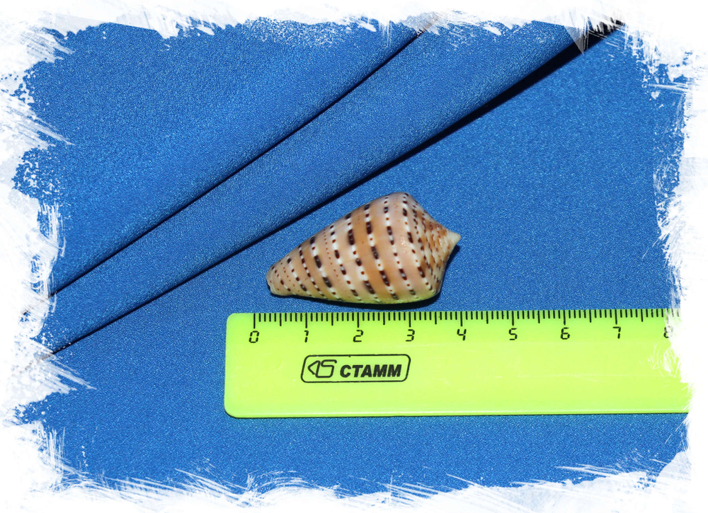 Конус генуатус (Conus genuanus) размер