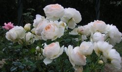 Мишель Морган (Michele Morgan)