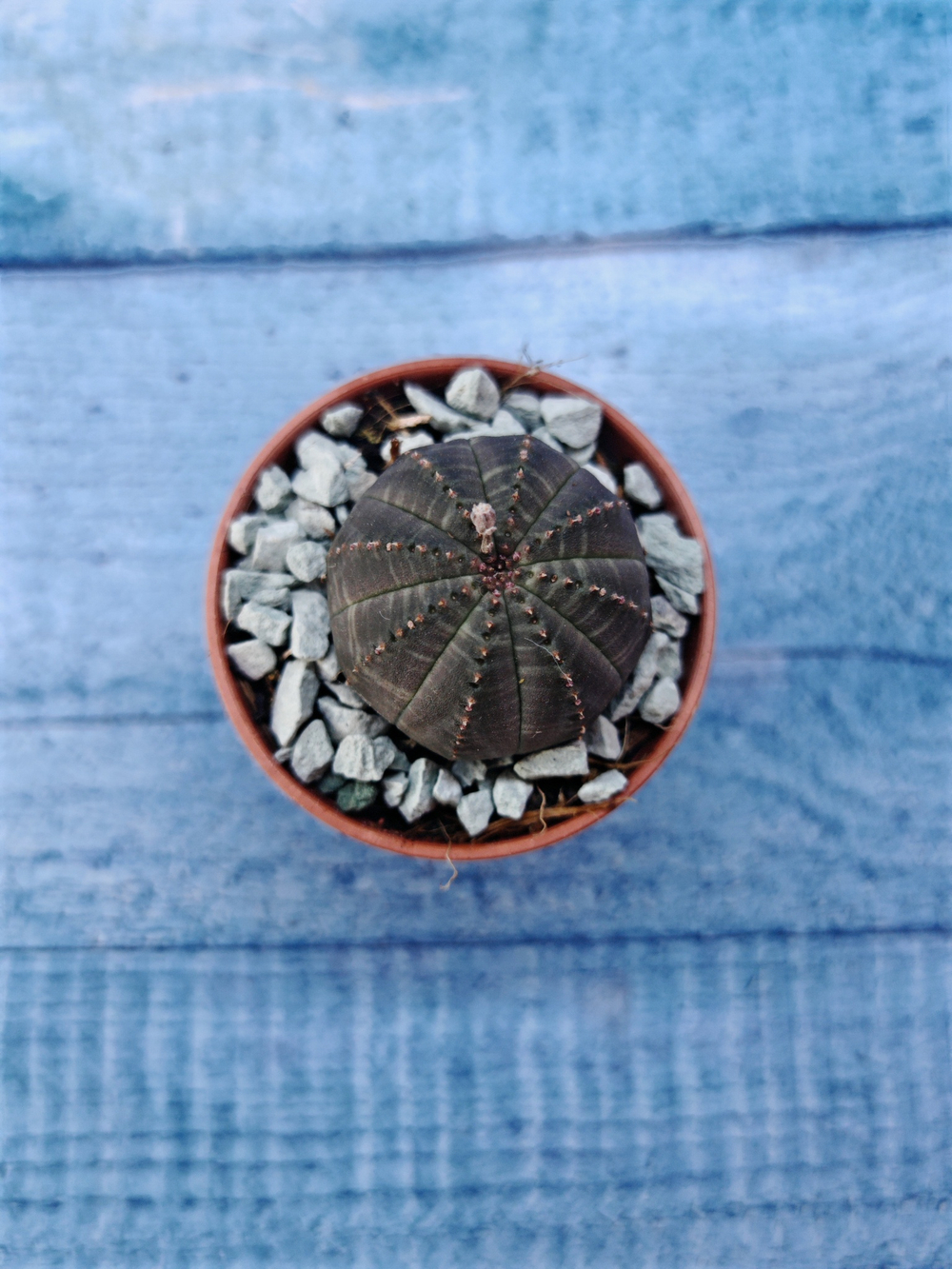 Суккулент Euphorbia Obesa (Эуфорбия)