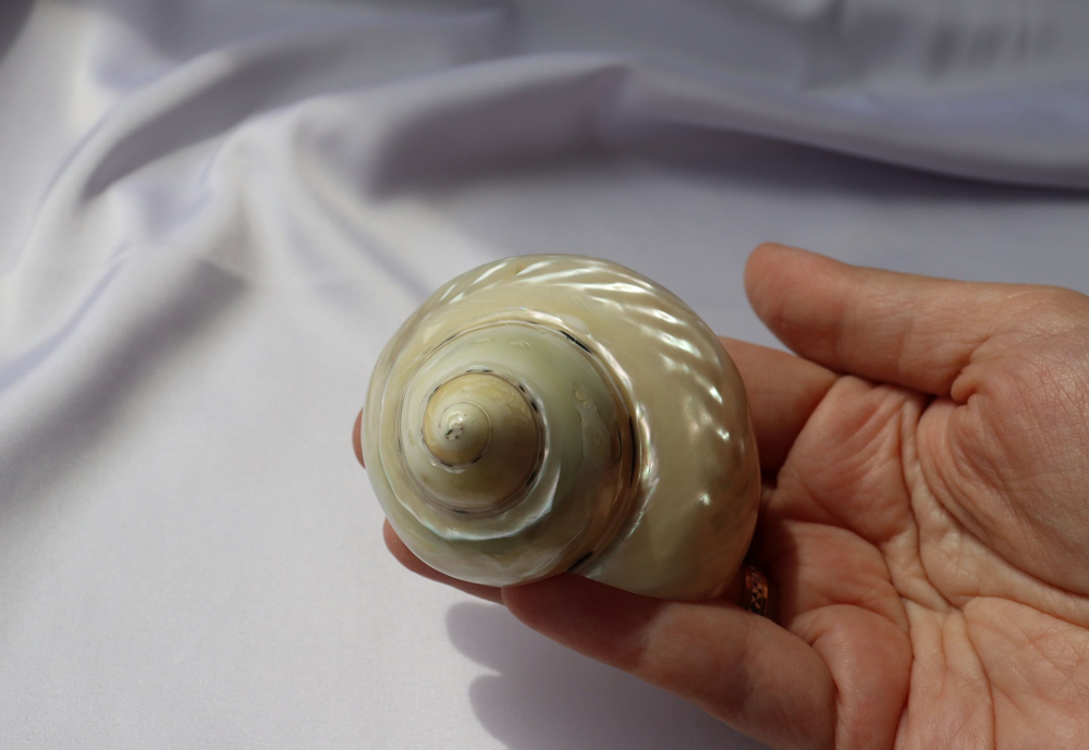 Циттариум пика (Cittarium pica) перламутровый