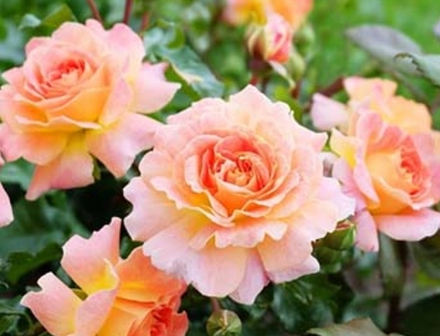 SCENT FROM HEAVEN (Сент Фром Хевэн)