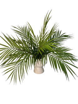 Куст пальмы в кашпо "Лицо", в-50 см