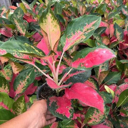 Аглаонема CHANG DAENG / RED ELEPHANT