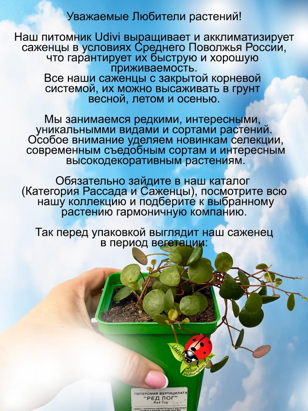 Пеперомия Ред Лог двухцветная