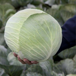 Лагрима F1 семена капусты белокочанной (Rijk Zwaan / Райк Цваан)