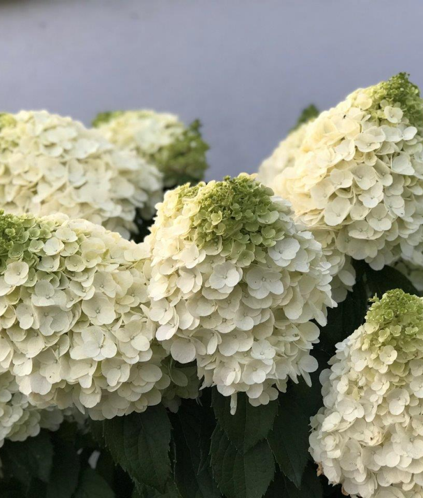 Гортензия метельчатая Мэджикал Монблан (3/6 веток) Закупка М59 апрель 2026