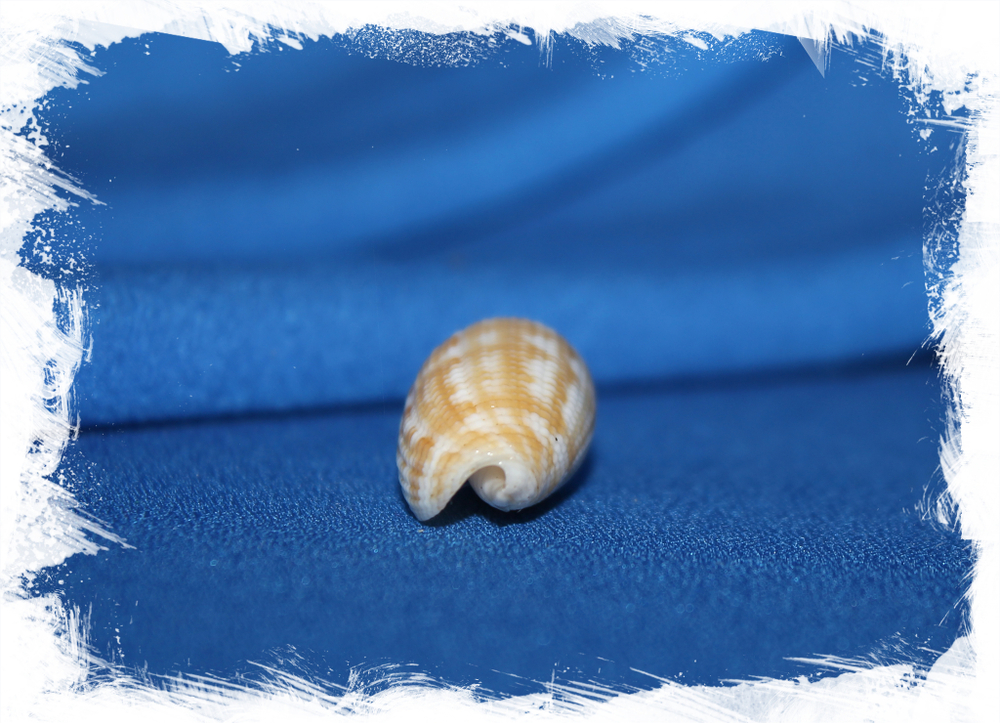 Птеригия кренулята (Pterygia crenulata)