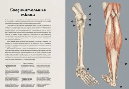 Энциклопедия Анатомикум
