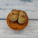 Lithops sp. (Живые камни)