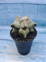 Astrophytum Myriostigma monstrosa (Астрофитум)