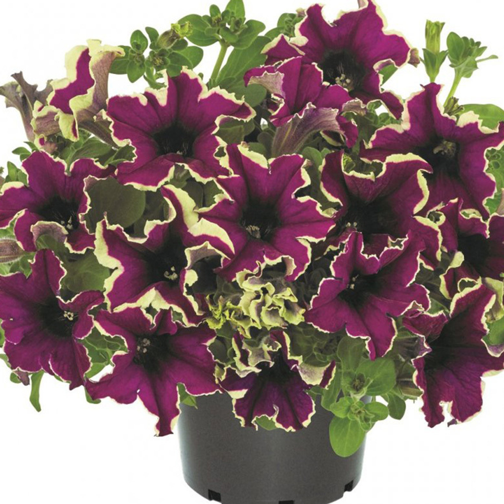 П3 Петуния Viva Eclipse